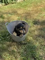 Oscar, a male Miniature Dachshund for sale in Carson City, MI – 1 of 1