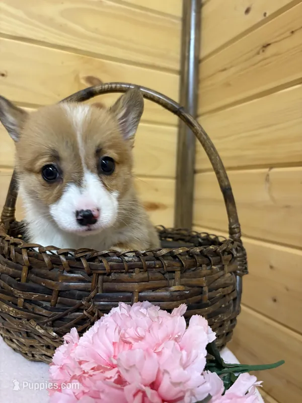 Betsy – Pembroke Welsh Corgi puppy for sale in Carson City, MI
