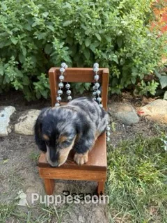 Peanut – Miniature Dachshund puppy for sale in Carson City, MI