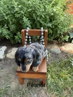 Peanut, a female Miniature Dachshund for sale in Carson City, MI – 1 of 1