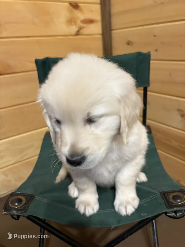 Buddy – English Cream Golden Retriever puppy for sale in Carson City, MI