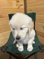 Buddy, a male English Cream Golden Retriever for sale in Carson City, MI – 1 of 1