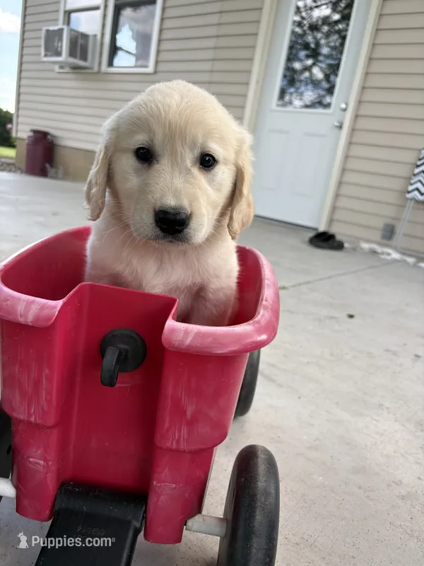 skip – Golden Retriever, English Cream Golden Retriever puppy for sale in Carson City, MI
