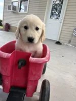 skip, a male Golden Retriever and English Cream Golden Retriever for sale in Carson City, MI – 1 of 1