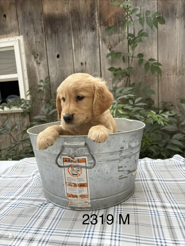 Remi – Golden Retriever puppy for sale in Carson City, MI
