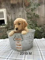Remi, a male Golden Retriever for sale in Carson City, MI – 1 of 1