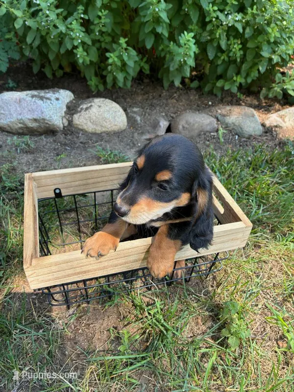 Tony – Miniature Dachshund puppy for sale in Carson City, MI