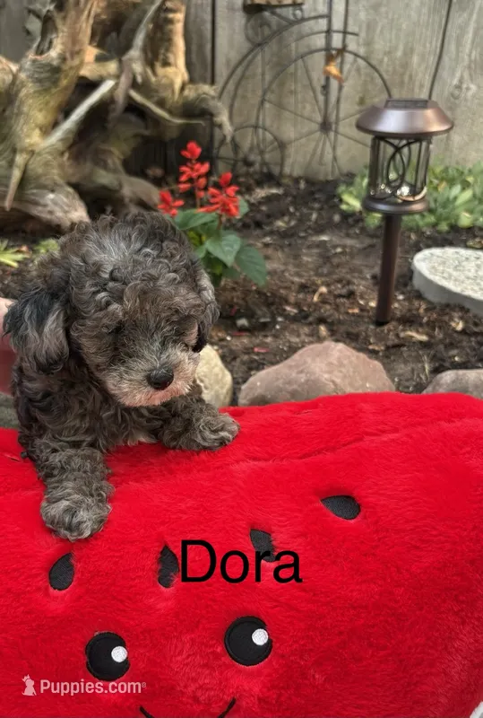 Dora – Poodle - Miniature  puppy for sale in Carson City, MI