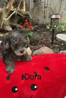 Dora, a female Poodle - Miniature  for sale in Carson City, MI – 1 of 1
