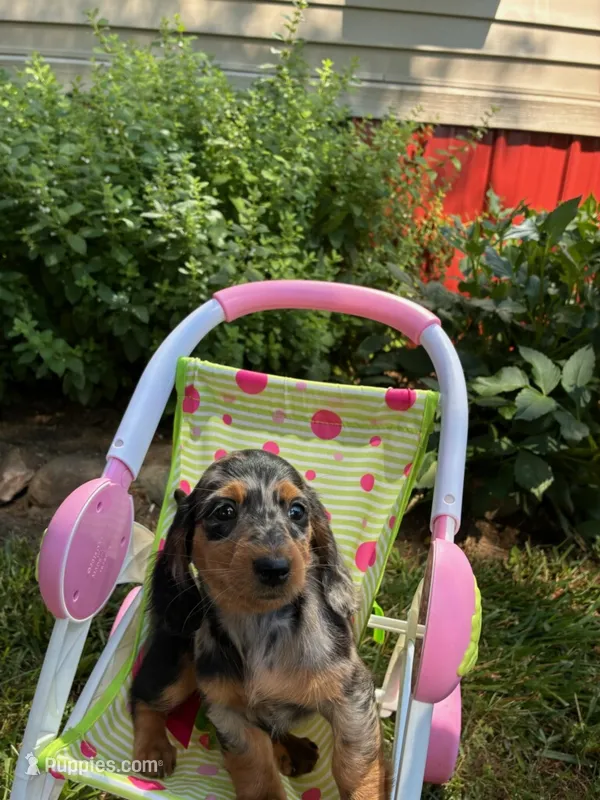 Purcy – Miniature Dachshund puppy for sale in Carson City, MI