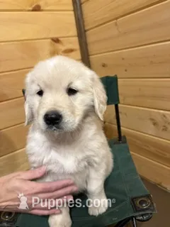 Fluffy  – English Cream Golden Retriever puppy for sale in Carson City, MI