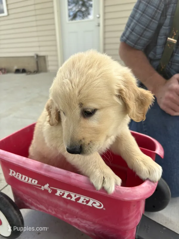 scar – Golden Retriever, English Cream Golden Retriever puppy for sale in Carson City, MI