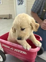 scar, a male Golden Retriever and English Cream Golden Retriever for sale in Carson City, MI – 1 of 1
