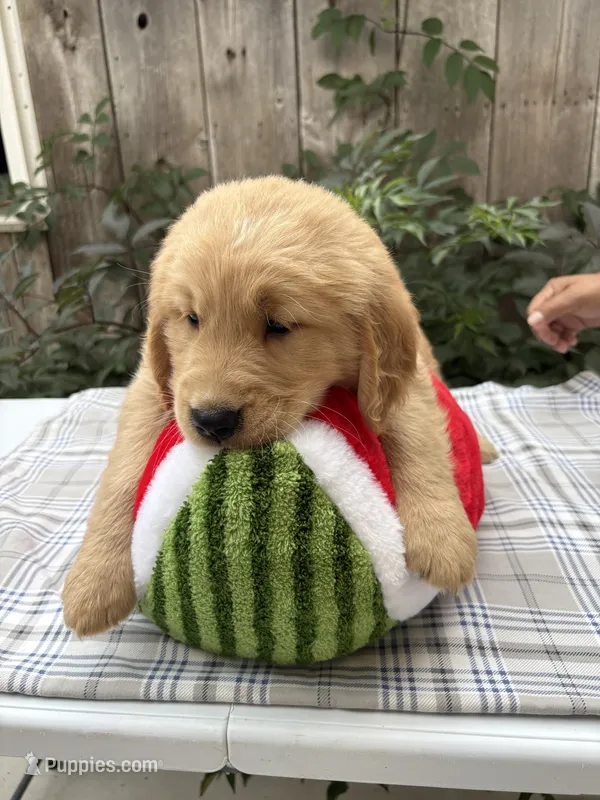 Rex – Golden Retriever puppy for sale in Carson City, MI