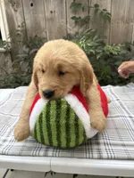 Rex, a male Golden Retriever for sale in Carson City, MI – 1 of 1