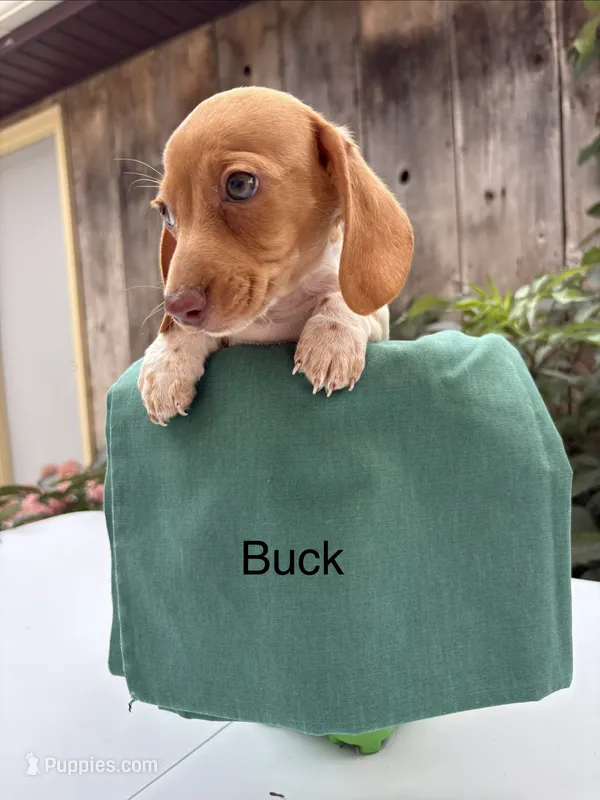 Buck – Miniature Dachshund puppy for sale in Carson City, MI