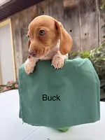 Buck, a male Miniature Dachshund for sale in Carson City, MI – 1 of 1