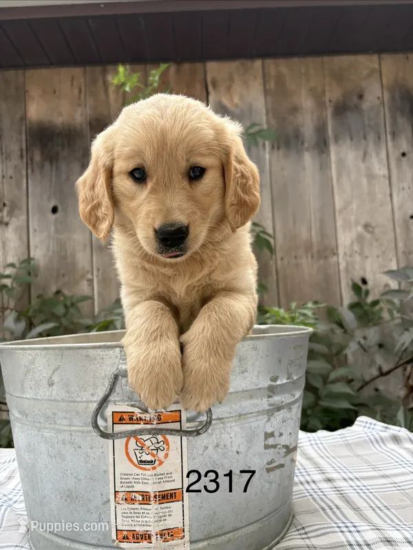 Reggie  – Golden Retriever puppy for sale in Carson City, MI