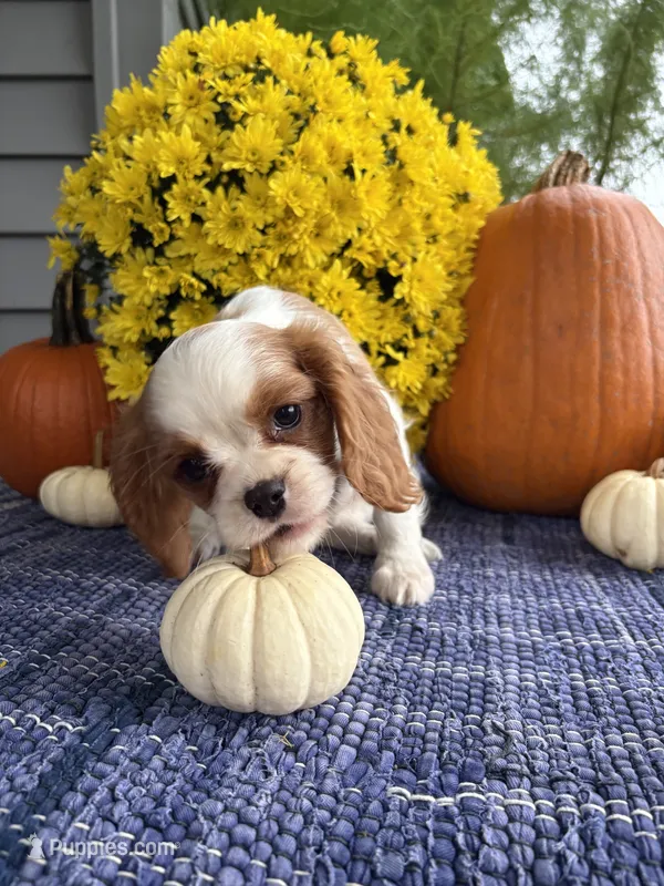 Maddy  – Cavalier King Charles Spaniel puppy for sale in Carson City, MI
