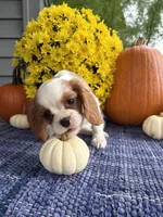 Maddy , a female Cavalier King Charles Spaniel for sale in Carson City, MI – 1 of 1