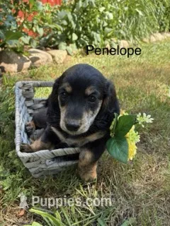 Penelope  – Miniature Dachshund puppy for sale in Carson City, MI