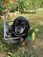 Penelope , a female Miniature Dachshund for sale in Carson City, MI – 1 of 1