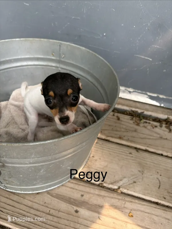 Peggy – Fox Terrier puppy for sale in Carson City, MI