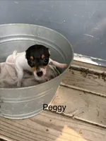 Peggy, a female Fox Terrier for sale in Carson City, MI – 1 of 1