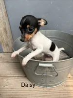 Daisy, a female Fox Terrier for sale in Carson City, MI – 1 of 1