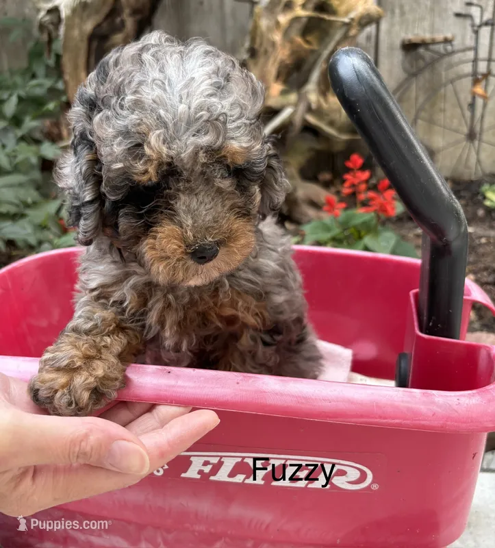 Fuzzy – Poodle - Miniature  puppy for sale in Carson City, MI
