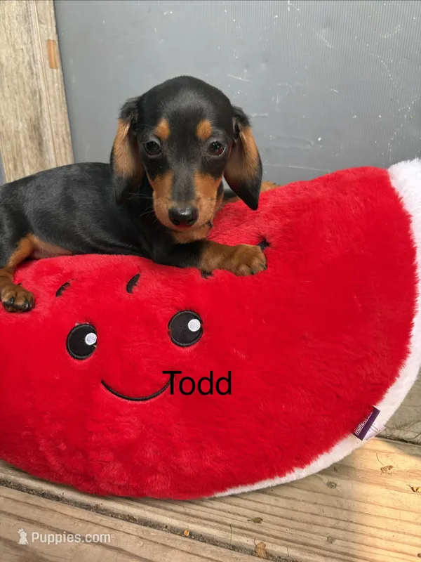 Todd – Miniature Dachshund puppy for sale in Carson City, MI