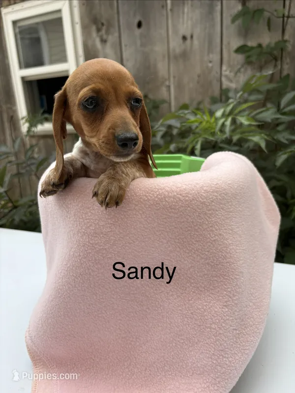 Sandy  – Miniature Dachshund puppy for sale in Carson City, MI