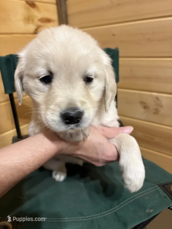 Beauty – English Cream Golden Retriever puppy for sale in Carson City, MI