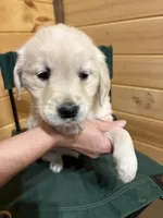 Beauty, a female English Cream Golden Retriever for sale in Carson City, MI – 1 of 1
