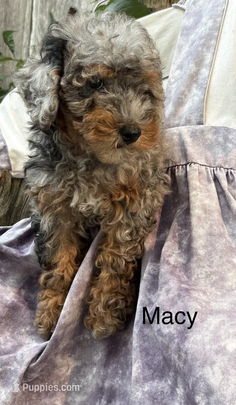 Macy – Poodle - Miniature  puppy for sale in Carson City, MI