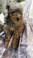 Macy, a female Poodle - Miniature  for sale in Carson City, MI – 1 of 1