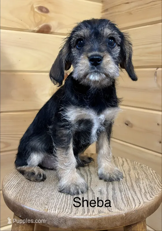 Sheba – Miniature Schnauzer, Cavalier King Charles Spaniel puppy for sale in Carson City, MI