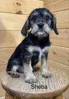 Sheba, a female Miniature Schnauzer and Cavalier King Charles Spaniel for sale in Carson City, MI – 1 of 1