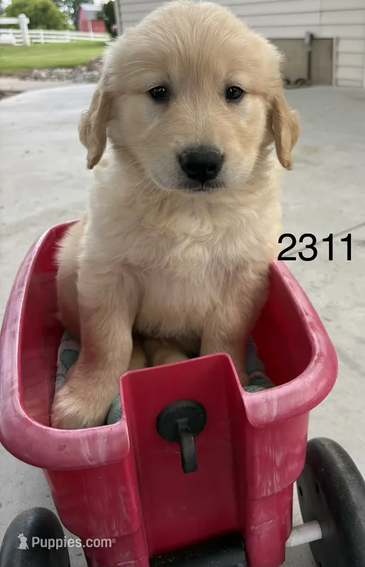 tiger – Golden Retriever, English Cream Golden Retriever puppy for sale in Carson City, MI