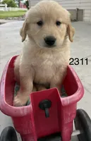 tiger, a male Golden Retriever and English Cream Golden Retriever for sale in Carson City, MI – 1 of 2