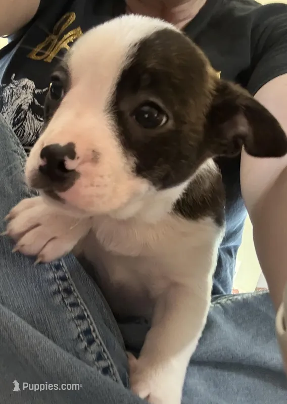 Rose – Boston Terrier, Pembroke Welsh Corgi puppy for sale in Carson City, MI