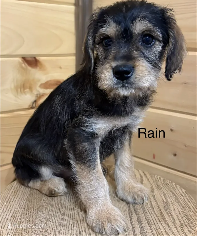 Rain – Miniature Schnauzer, Cavalier King Charles Spaniel puppy for sale in Carson City, MI