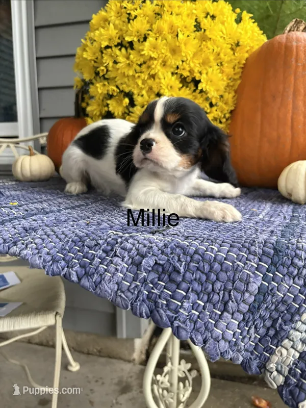 Millie – Cavalier King Charles Spaniel puppy for sale in Carson City, MI