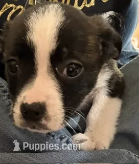 Rose – Boston Terrier, Pembroke Welsh Corgi puppy for sale in Carson City, MI