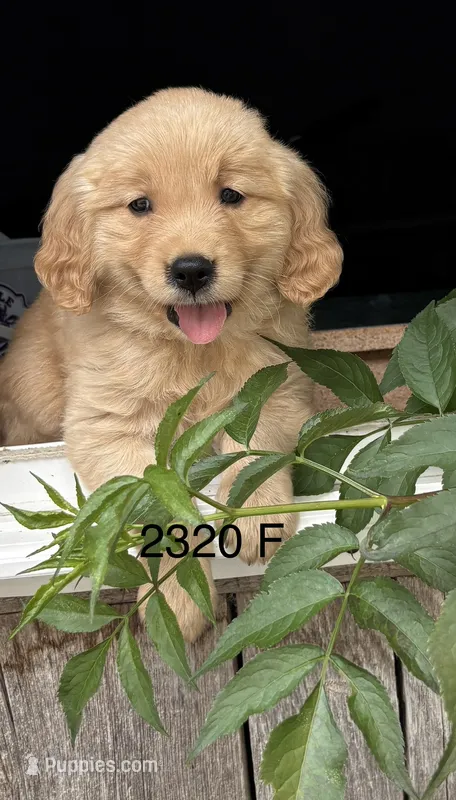 Roxy  – Golden Retriever puppy for sale in Carson City, MI