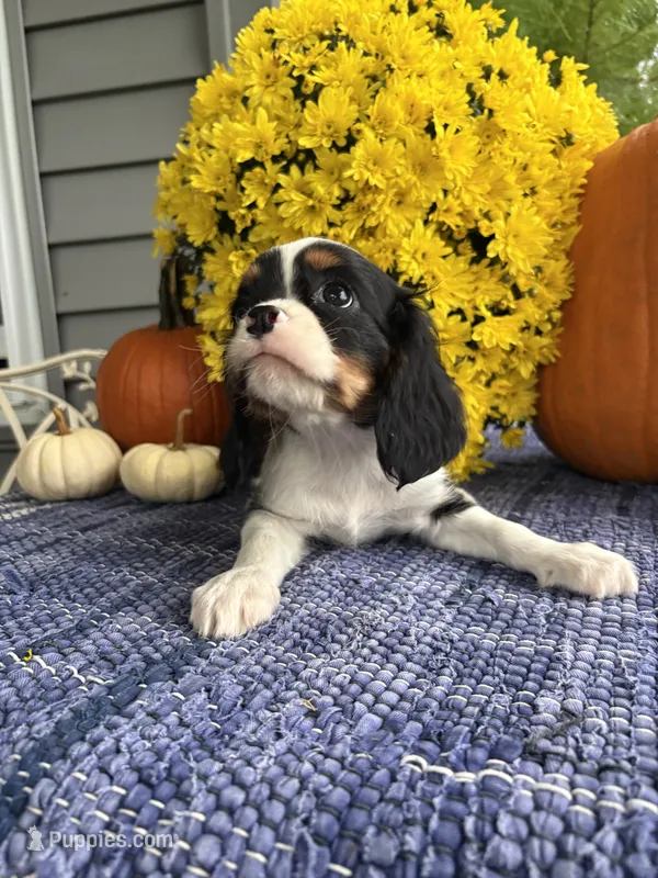 Angie  – Cavalier King Charles Spaniel puppy for sale in Carson City, MI
