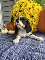 Angie , a female Cavalier King Charles Spaniel for sale in Carson City, MI – 1 of 1