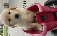 tiger, a male Golden Retriever and English Cream Golden Retriever for sale in Carson City, MI – 2 of 2