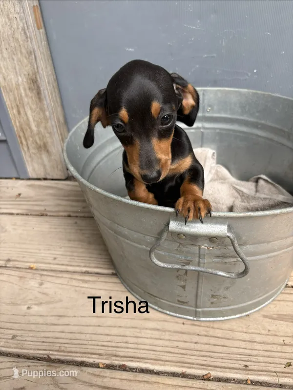 Trisha  – Miniature Dachshund puppy for sale in Carson City, MI