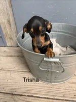 Trisha , a female Miniature Dachshund for sale in Carson City, MI – 1 of 1